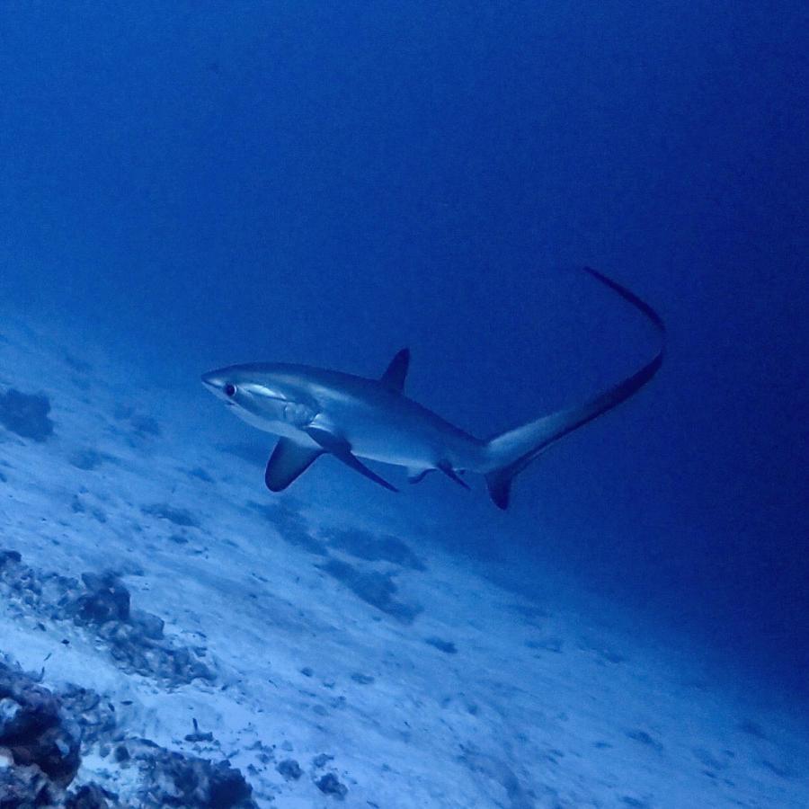 Fuvahmulah Tiger Shark Residence & Dive מראה חיצוני תמונה