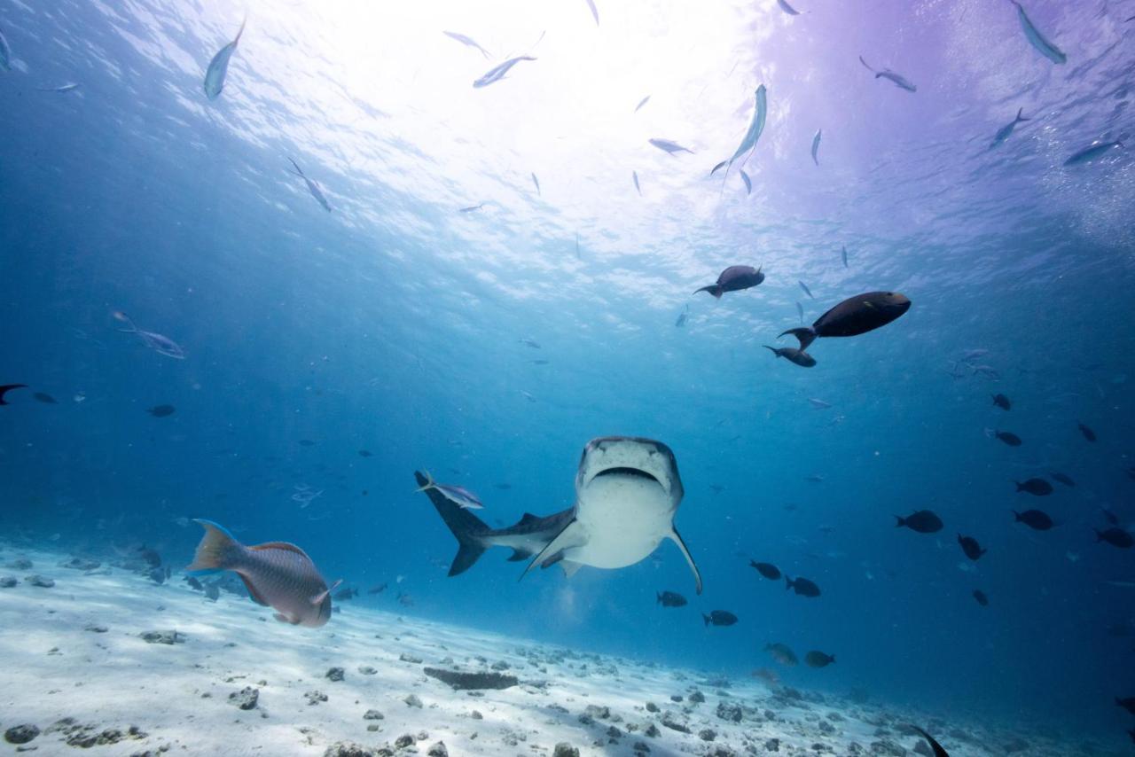 Fuvahmulah Tiger Shark Residence & Dive מראה חיצוני תמונה