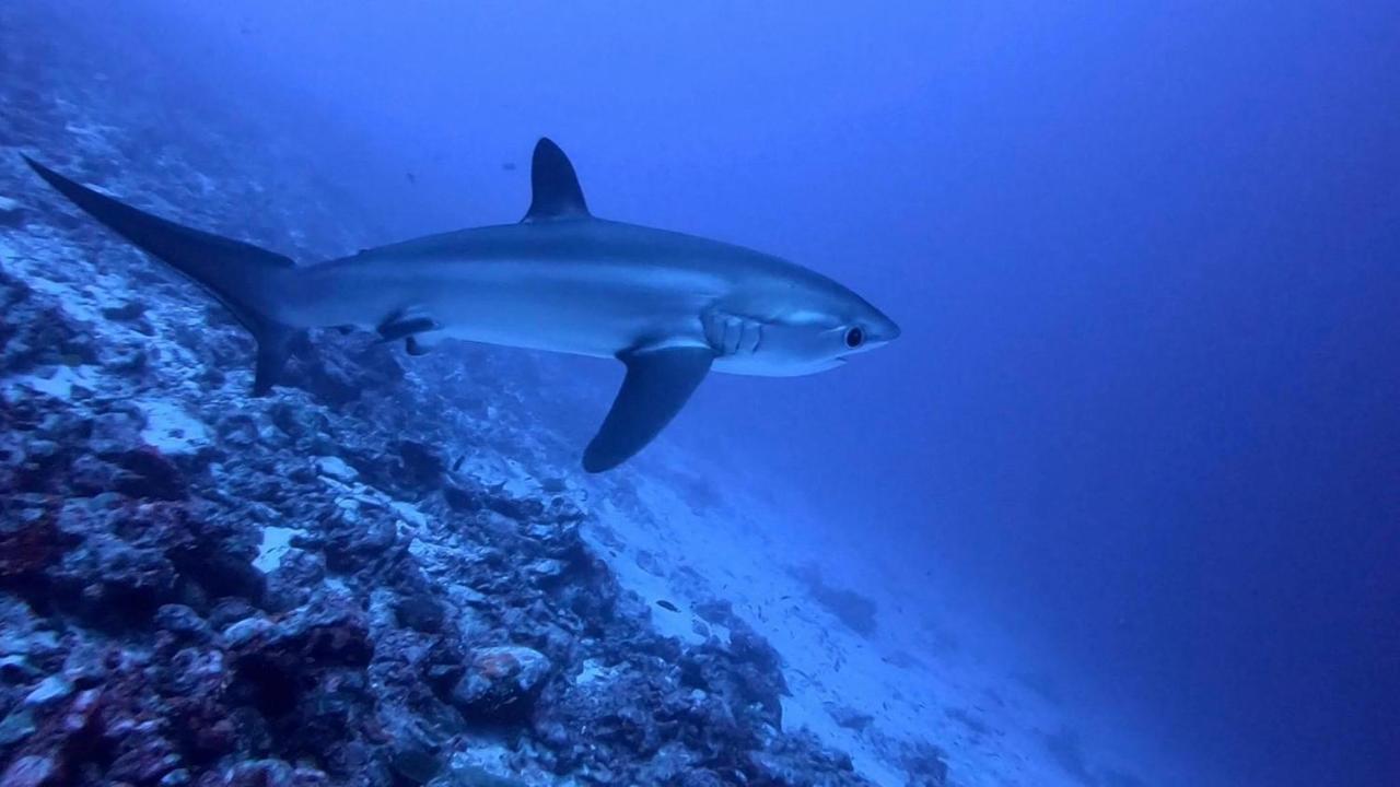 Fuvahmulah Tiger Shark Residence & Dive מראה חיצוני תמונה