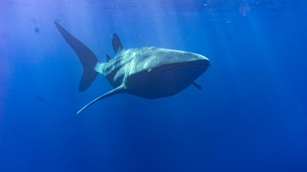 Fuvahmulah Tiger Shark Residence & Dive מראה חיצוני תמונה