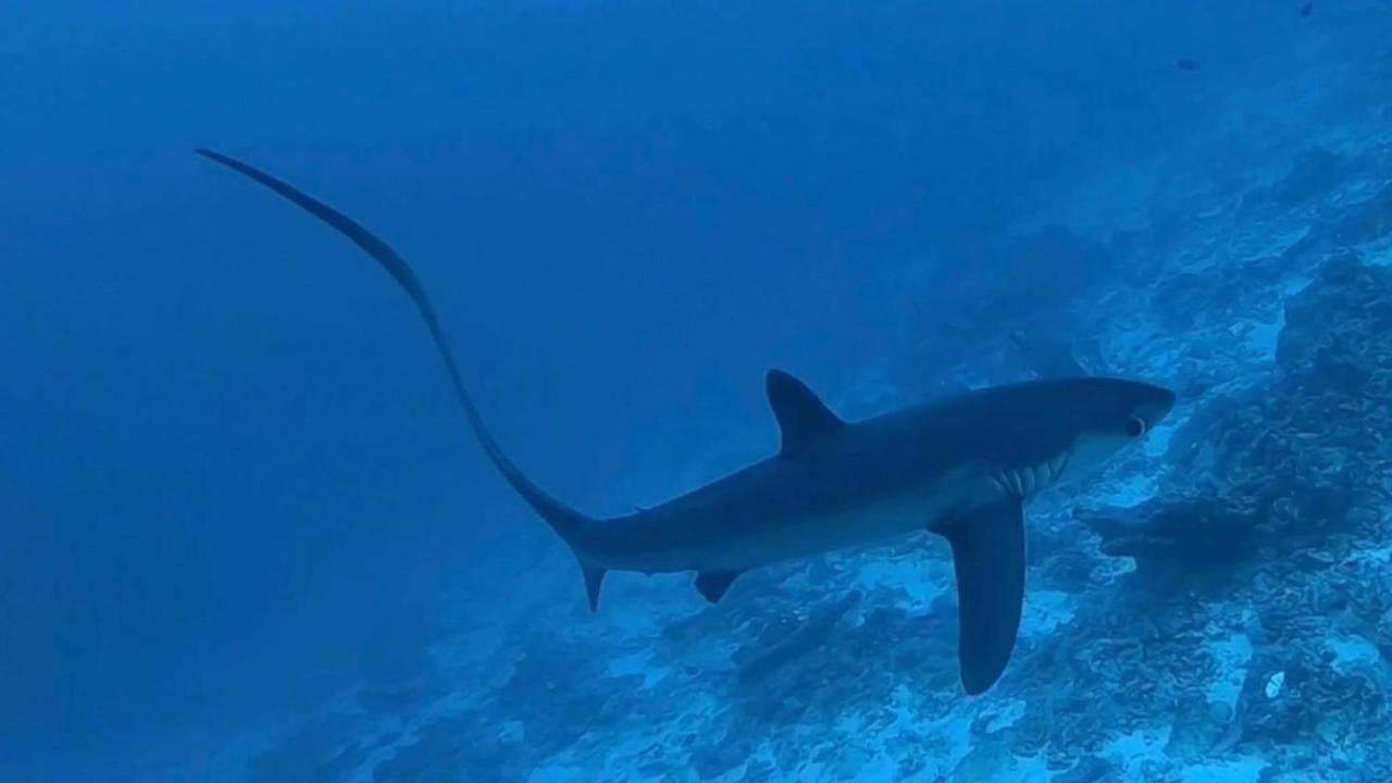 Fuvahmulah Tiger Shark Residence & Dive מראה חיצוני תמונה