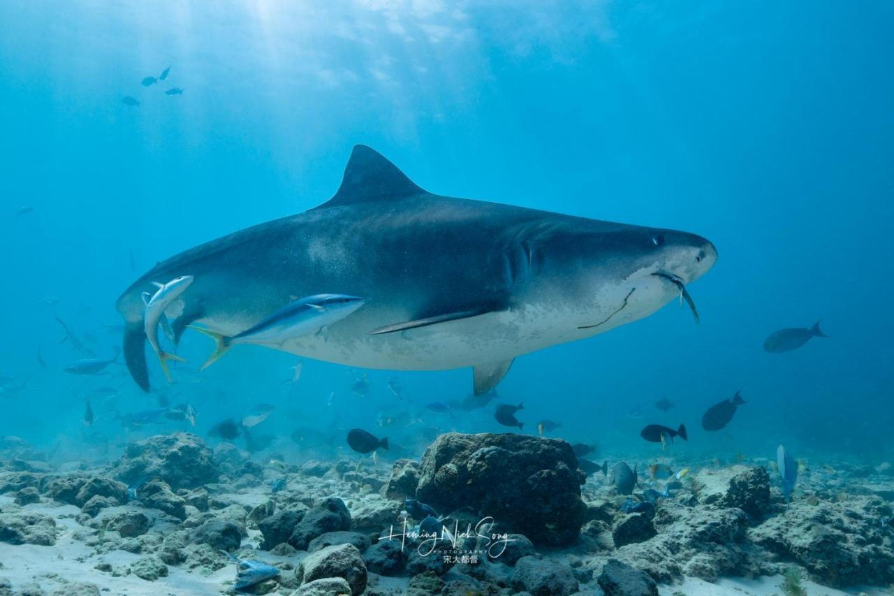 Fuvahmulah Tiger Shark Residence & Dive מראה חיצוני תמונה