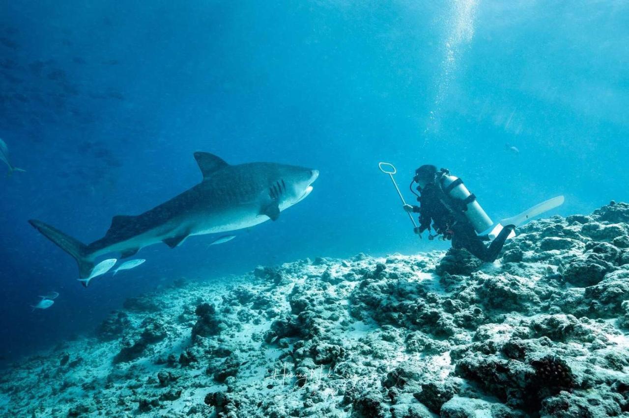 Fuvahmulah Tiger Shark Residence & Dive מראה חיצוני תמונה